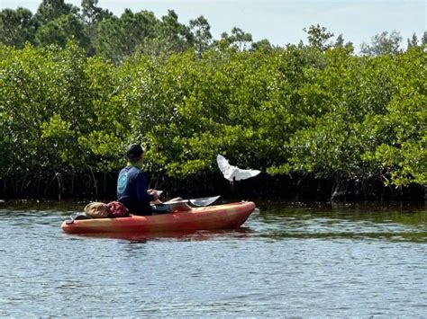 Excursión a los manglares de Robinson Preserve GetYourGuide