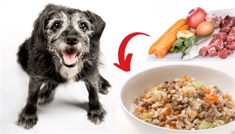 Homemade Dog Food Recipes for Senior Dogs - Rocky Kanaka