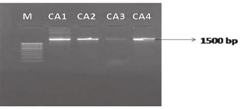 Pcr Amplification Of 16s Rdna Of Epb With Universal Primer M 1kb Plus Download Scientific