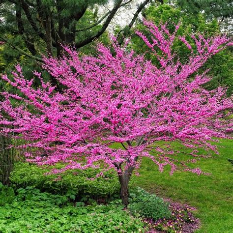 How To Grow Redbud Trees Watters Garden Center