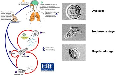 Naegleria Fowleri Characteristics Life Cycle And Lab Diagnosis