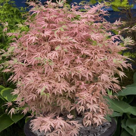 Buy Japanese Maple Acer Palmatum Taylor Pbr Delivery By Waitrose Garden