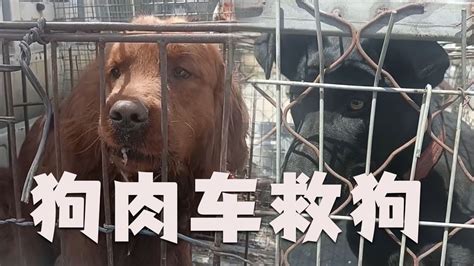 救助流浪動物老姜毛孩子流浪狗狗肉車上買下來的毛孩子們，他們有的是流浪狗，有的是寵物狗具體怎麽來到狗肉車上的呢？ Youtube