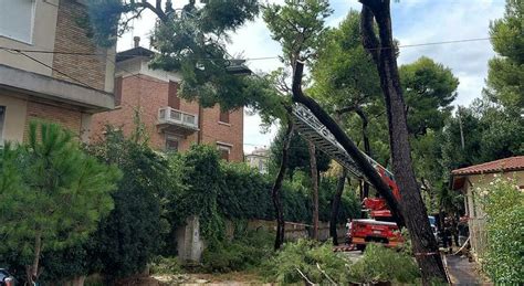 Falconara Grosso Albero Piegato Dalle Raffiche Di Vento Si Appoggia