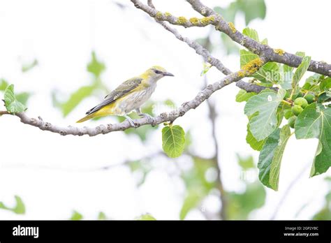 Golden Oriole Hi Res Stock Photography And Images Alamy