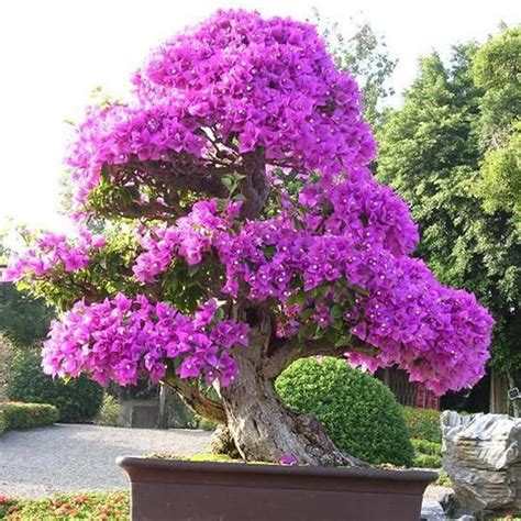 RARE 100 PCS Mix Color Bougainvillea Spectabilis Willd Bonsai Flower