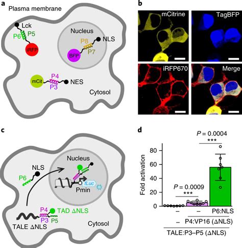 Cc Directed Localization Of Multiple Proteins A Schematic Presentation Download Scientific