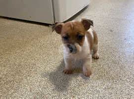 Beautiful Jack Russel Puppies In Oxford On Freeads Classifieds Jack