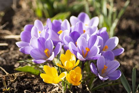 Kostenlose Foto Blume Krokus Cretan Crocus Bl Hende Pflanze