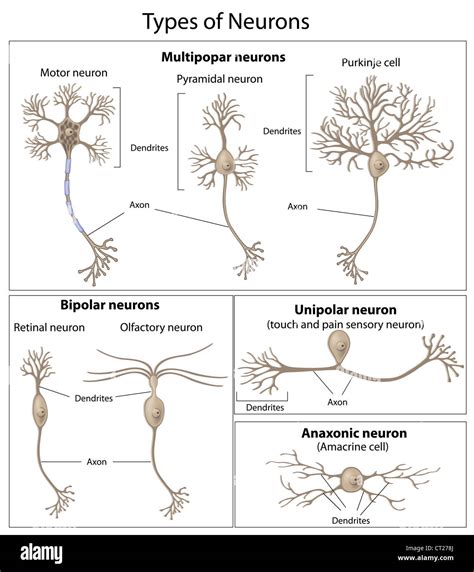 3 Neuron Types