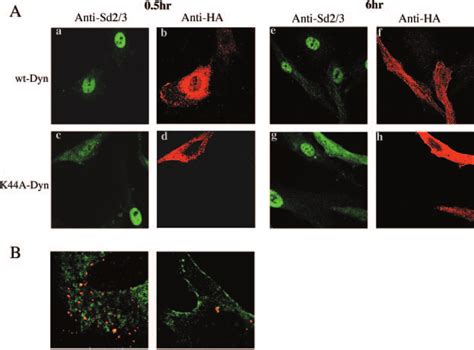 Smad Nuclear Translocation Is Inhibited By Expression Of K44A Mutant