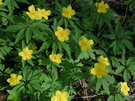 Flower Gallery :: Ranunculaceae :: BBBB0091
