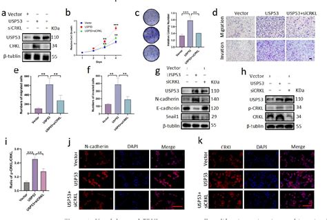 Figure 6 From USP53 Exerts Tumor Promoting Effects In Triple Negative