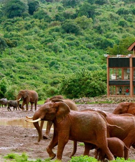 5 Days Kenya Wildlife Safari Experience – Kenya Safaris Packages