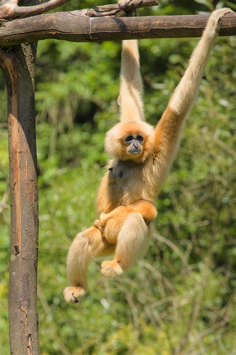 Yellow-cheeked Gibbon With Baby Photograph by Ian Middleton