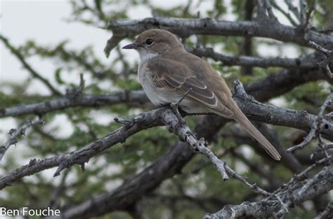 Marico Flycatcher Maricovlieëvanger Bradornis mariquensis