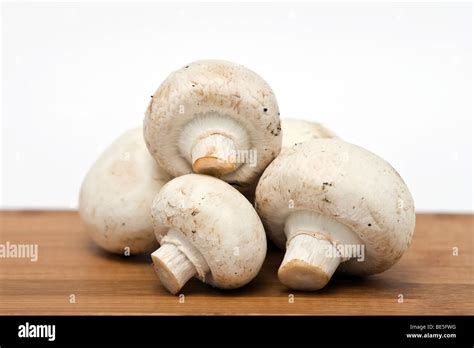 Mushroom Hi Res Stock Photography And Images Alamy