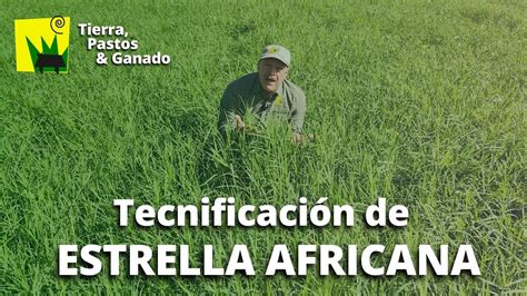 Tecnificaci N De Estrella Africana Para Producir Toneladas Youtube