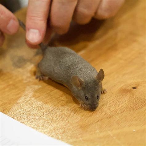 Silver Agouti The National Mouse Club