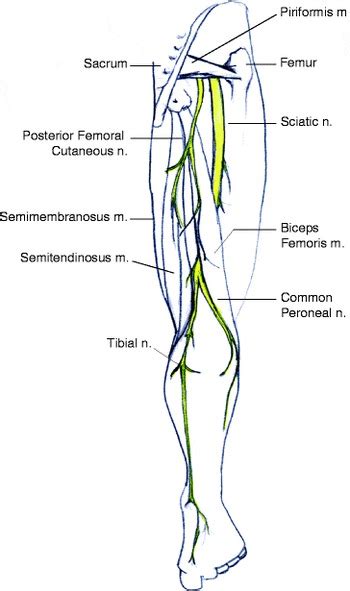 Sciatic Nerve Block