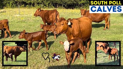 South Poll Calves Regenerative Ranching Youtube