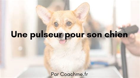 Comment Choisir Le Pulseur Pour Son Chien