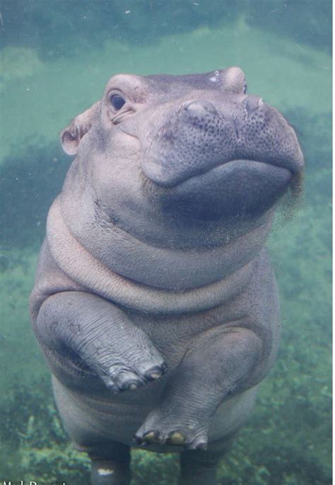 Cute Hippo Wallpapers - Top Free Cute Hippo Backgrounds - WallpaperAccess