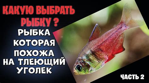 Какую выбрать рыбку для аквариума? Вот эта рыбка идеально подойдет для ...
