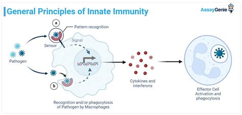 Innate Immunity The Body S First Line Of Defence Assay Genie