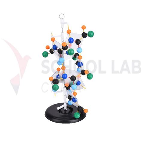 Protein Structure Model China Manufacturers Suppliers Exporters In