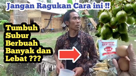 Cara Mudah Membuat Pupuk Organik Cair Perangsang Bunga Dan Buah Alpukat Berbuah Lebat Youtube