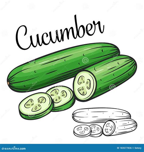 Cucumber Vector Drawing Icon Stock Vector Illustration Of Healthy