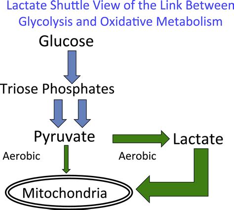 The Science And Translation Of Lactate Shuttle Theory Cell Metabolism