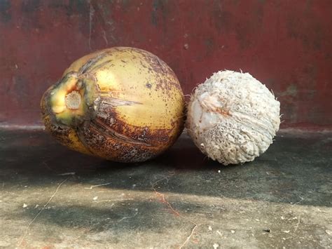 Coco Abierto E Intacto De La Fruta Tropical Aislado Foto Premium