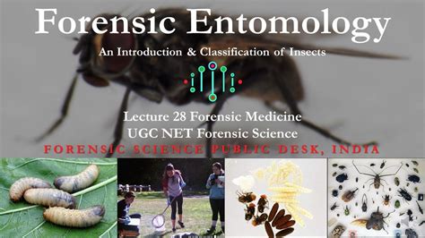 Forensic Entomology An Introduction And Classification Lecture 28 Ugc Net Forensic