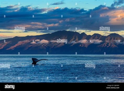 Whale Tale Humpback Whale Megaptera Novaeangliae Lifts Its Fluke At