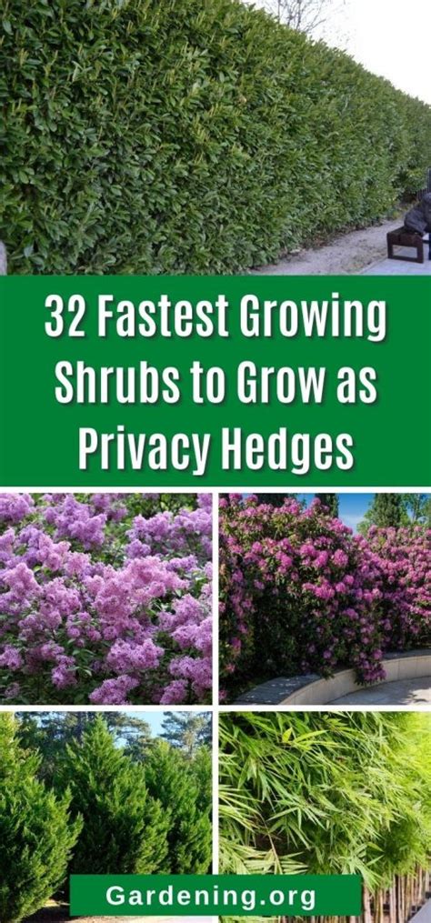 Good Shrubs For Privacy