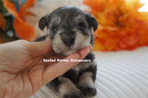 Salt And Pepper Schnauzers Silver Schnauzers Spoiled Rotten Schnauzers