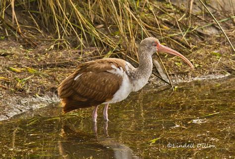 Imm White Ibis An Immature White Ibis Foraging In The Mar Flickr