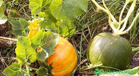Как сажать кабачки семенами - Agro-Market