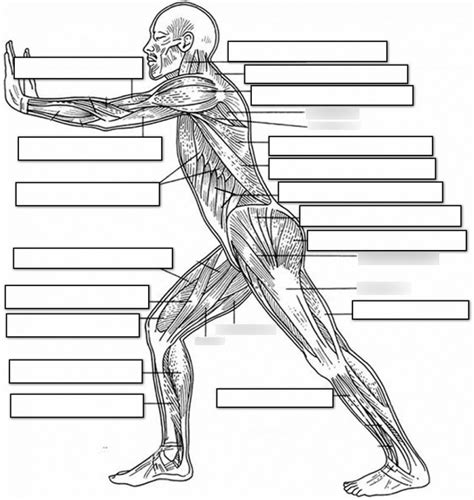 Muscle Diagram 23 Diagram Quizlet