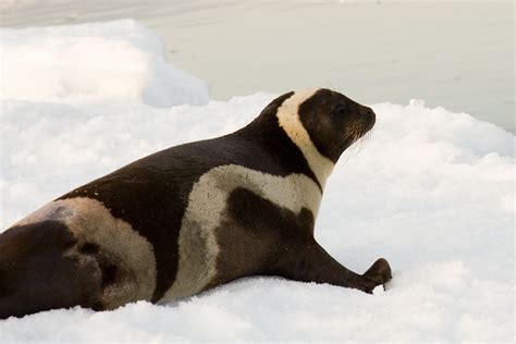 Rarely seen Arctic ribbon seal comes ashore in Washington | Oceans ...