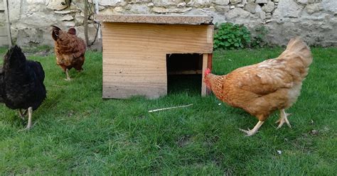 Quel Poulailler Choisir Mes Poules