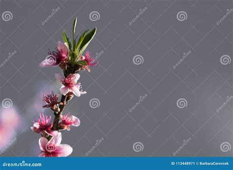 Pink Blooming Flowers Of Nectarine Tree In Springtime In Selective