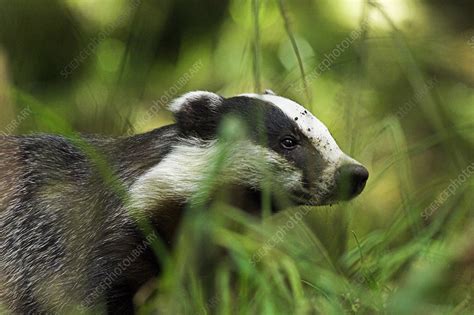 European badger - Stock Image - Z922/0102 - Science Photo Library