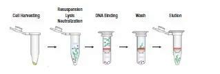 Plasmid DNA Extraction