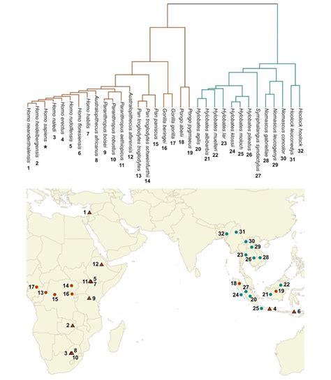 Species New to Science: [Mammalogy • 2019] The Evolutionary Radiation ...