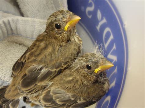 Wisconsin Wildlife Neighbors: Busy Baby Bird Feeders