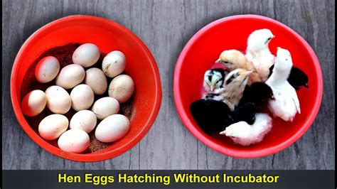 How Much Are Hatching Eggs at Ben Poulson blog