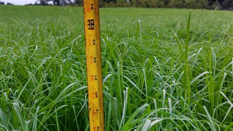 Teff Grass Seed